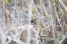 Image of Moustached Warbler