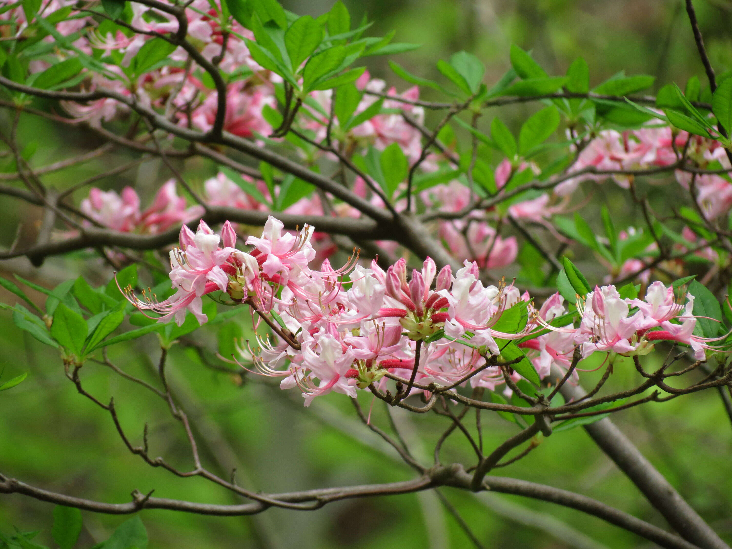 Image of pink azalea