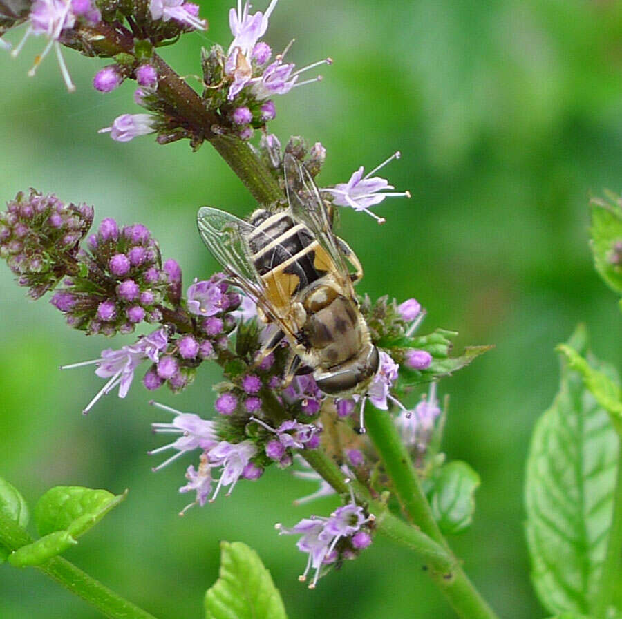 Image of Syrphid fly