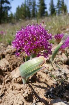 Image de Allium platycaule S. Watson