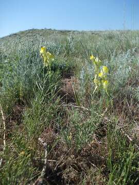 Image of Linaria incompleta Kuprian.