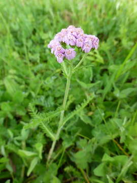 Image of common yarrow