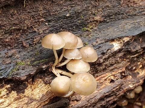 Image of Mycena overholtsii A. H. Sm. & Solheim 1953