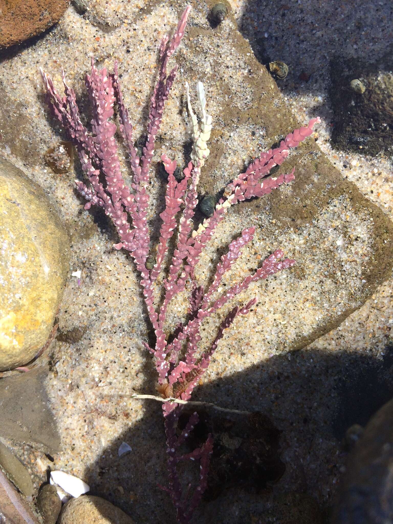 Calliarthron tuberculosum resmi