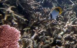 Image of Line Butterflyfish