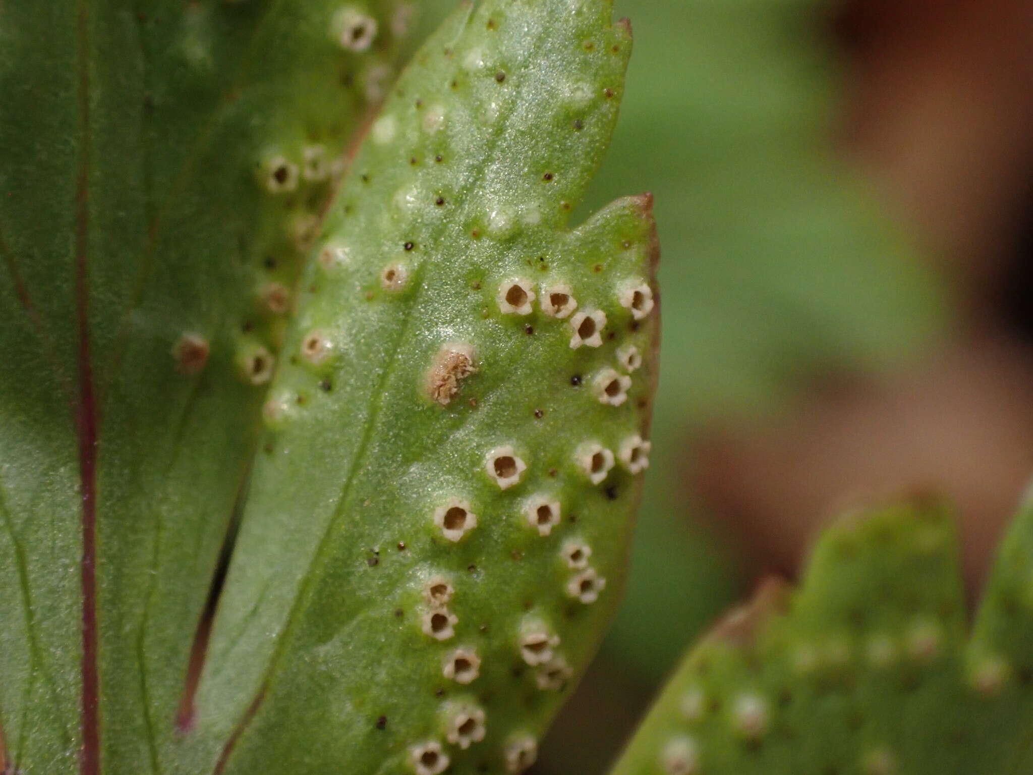 Image of Tranzschelia pruni-spinosae (Pers.) Dietel 1922