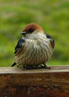 Image de Hirondelle à tête rousse