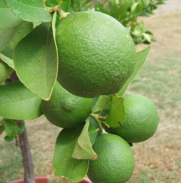 Image of Lime butterfly