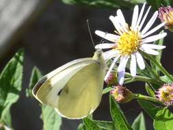 Image of Southern Small White