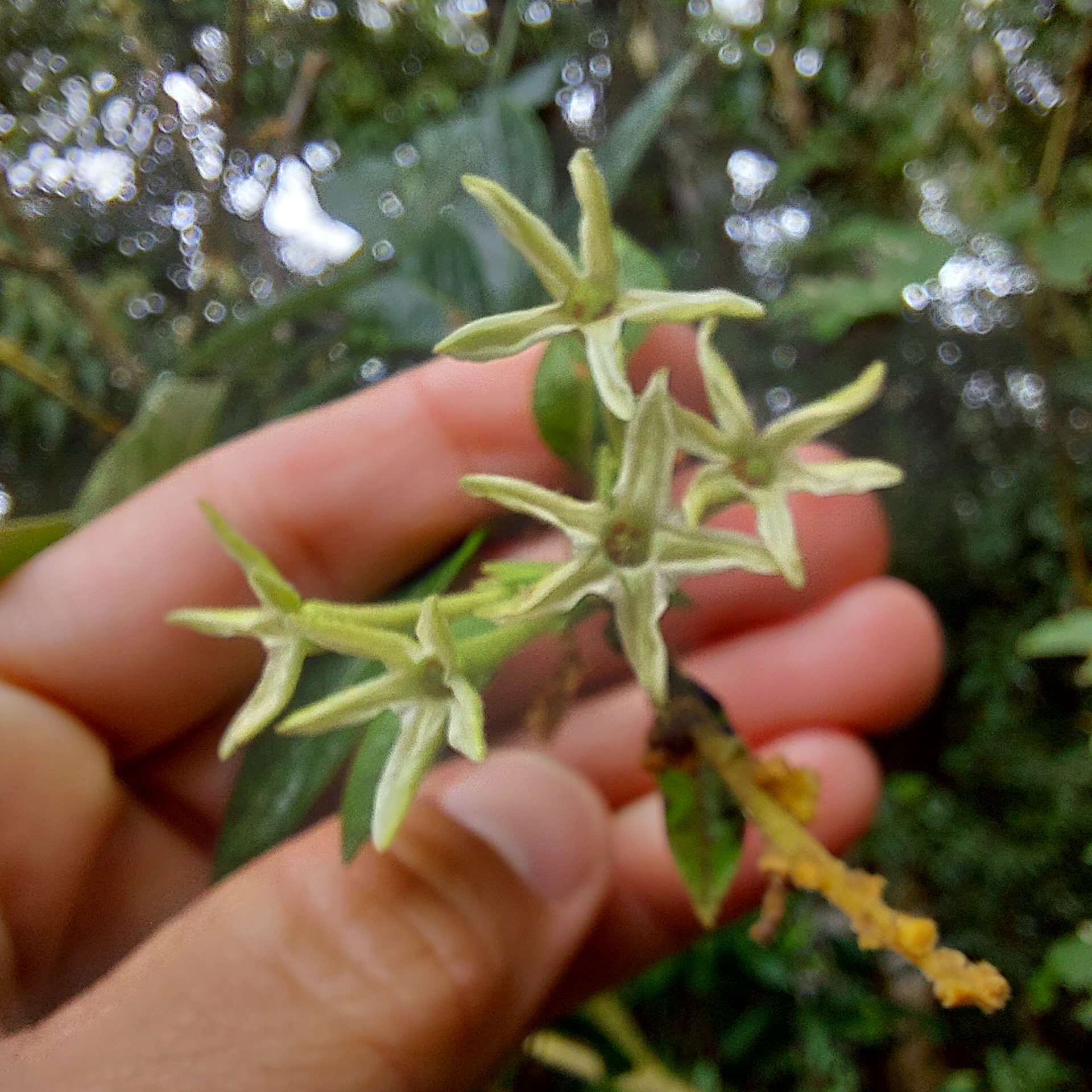 Image of Cestrum strigillatum Ruiz & Pav.