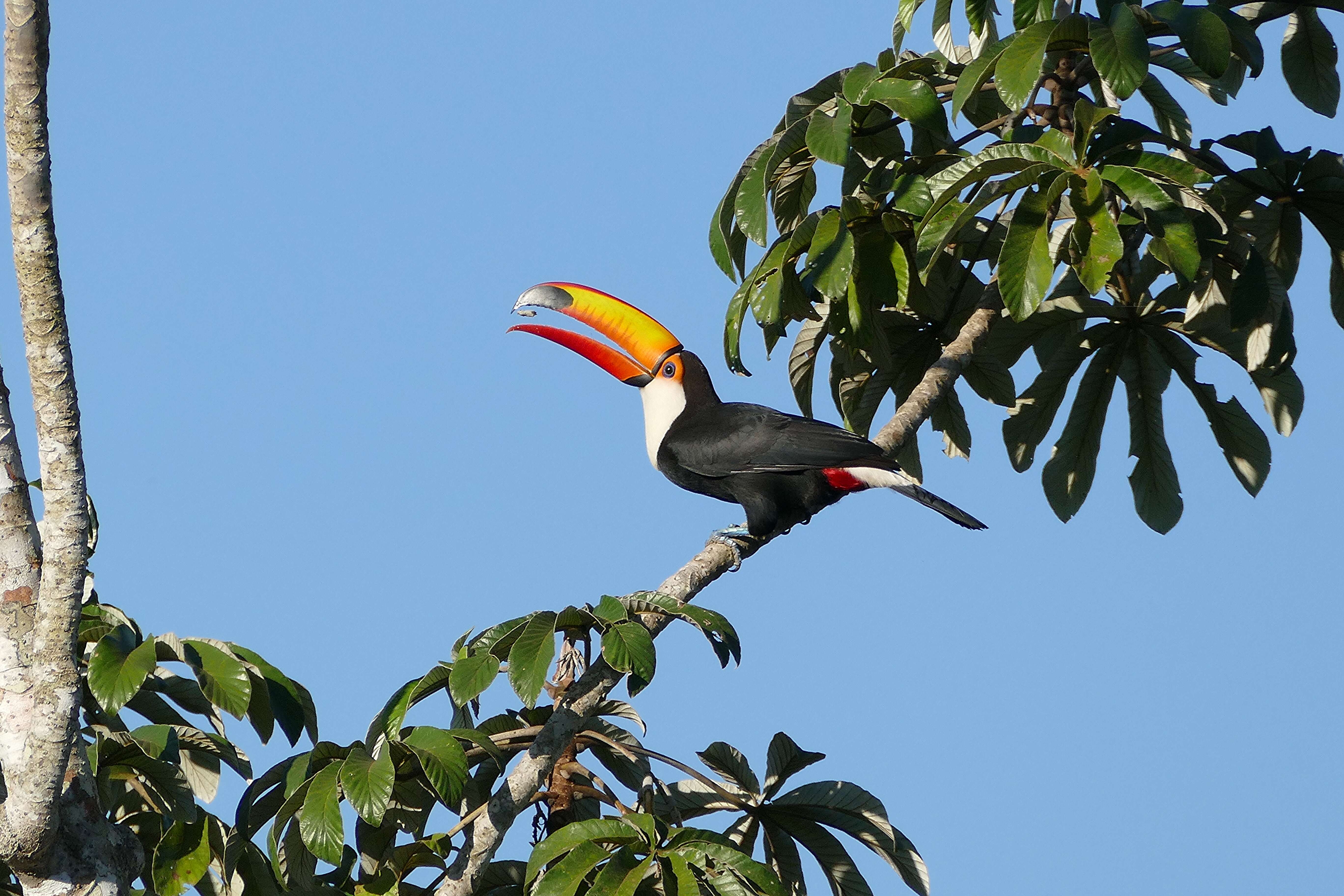 Image of Toco Toucan