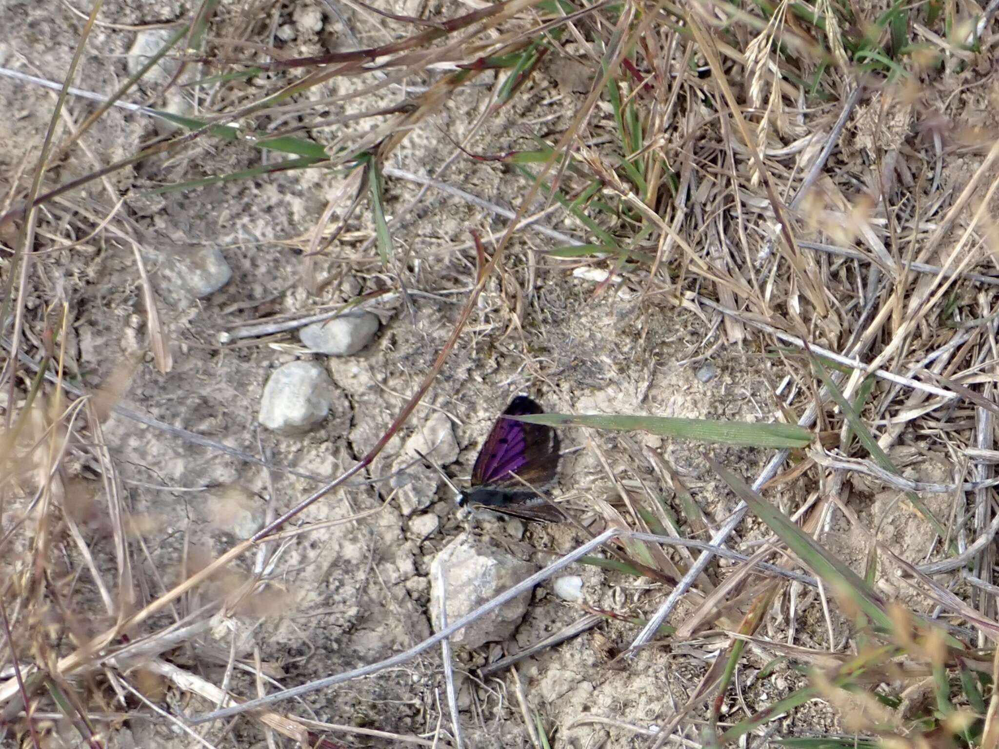 Image of Lycaena tama (Fereday 1878)