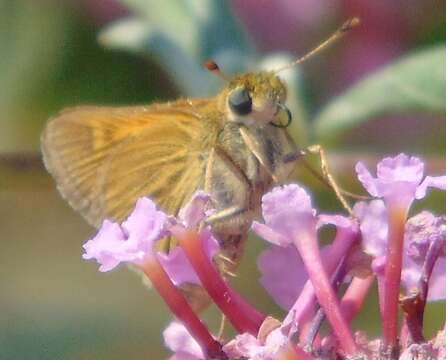 Image of Tawny-edged Skipper