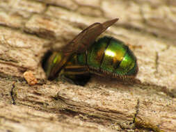 Image of Pure Green Augochlora