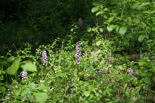 Image of Orchis purpurea subsp. purpurea