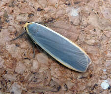 Image of common footman