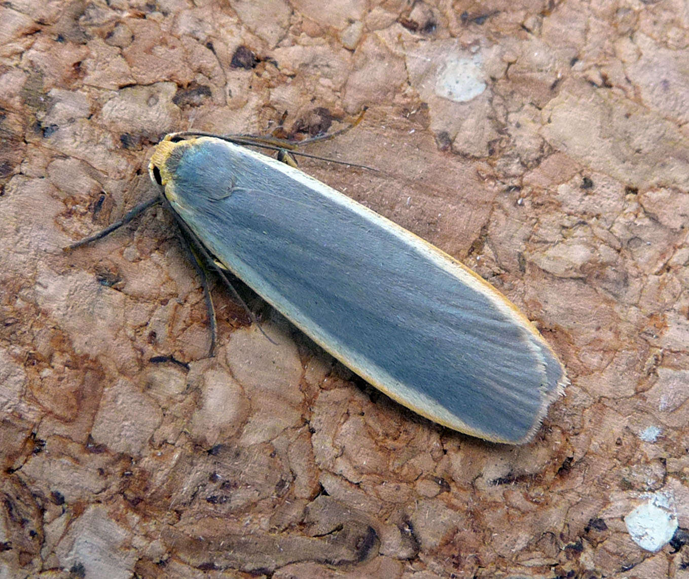 Image of common footman