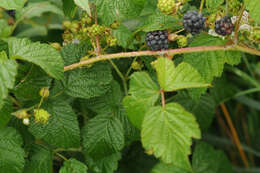 Image of Dewberry