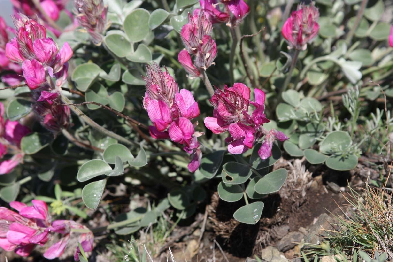 Plancia ëd Hedysarum argyrophyllum Ledeb.