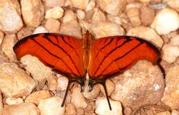 Image of Ruddy Daggerwing