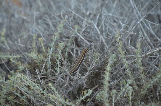 صورة Aspidoscelis hyperythrus beldingi (Stejneger 1894)