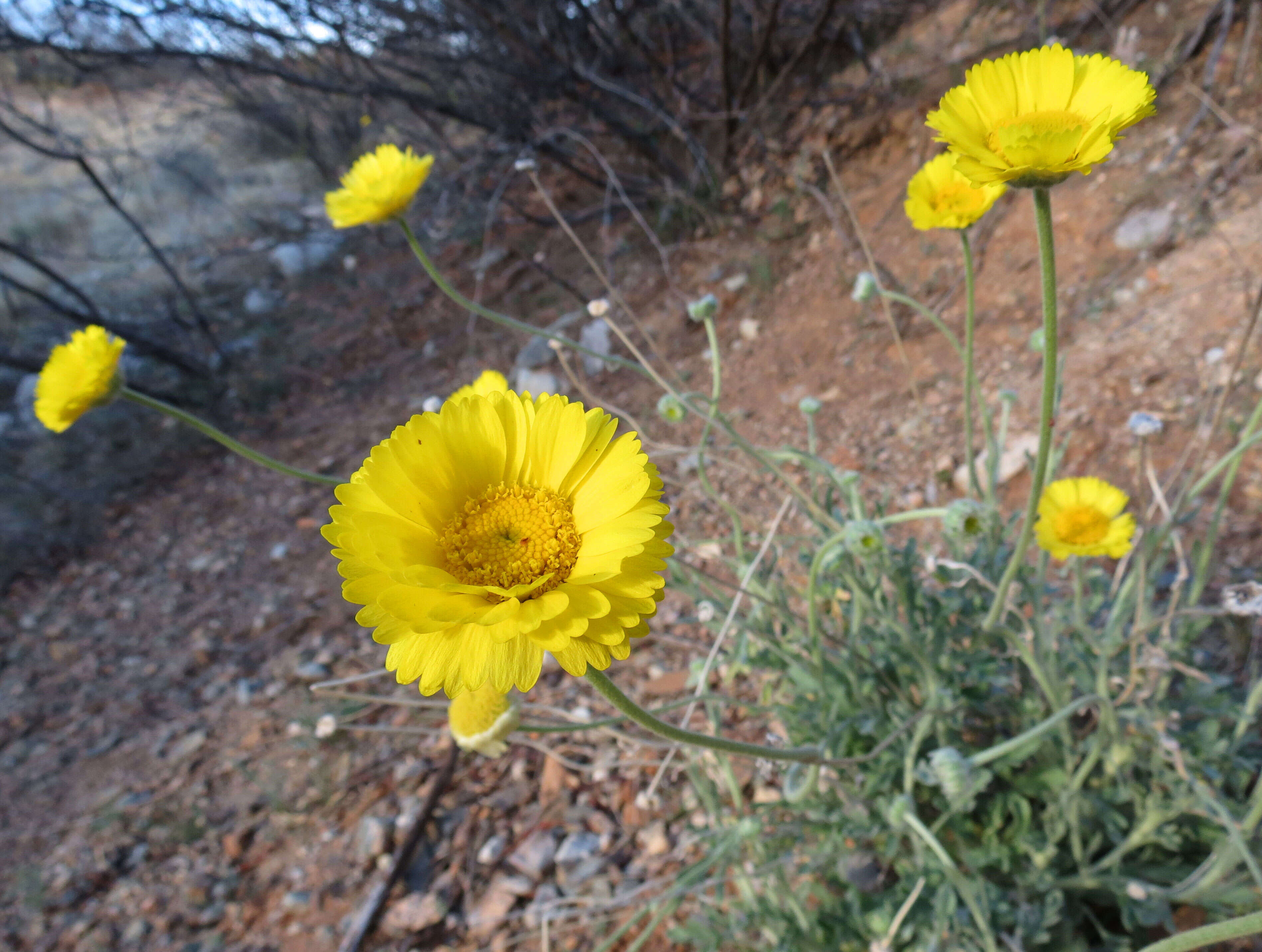 Image of desert marigold