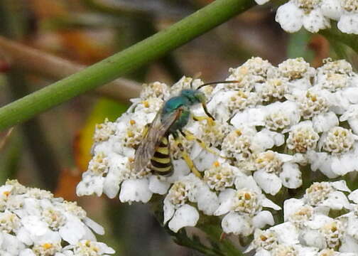 صورة Agapostemon texanus Cresson 1872