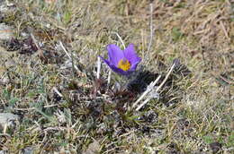 Image of cutleaf anemone