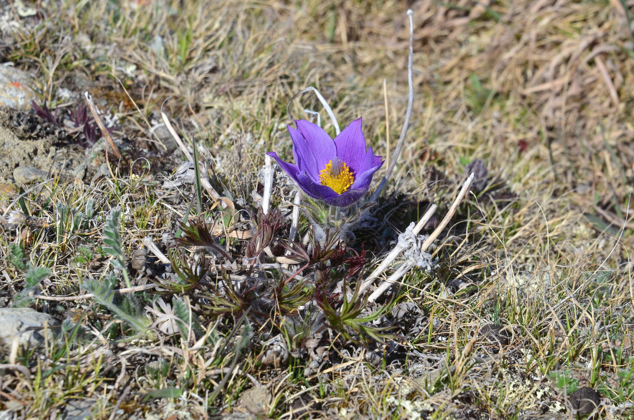 Image of cutleaf anemone