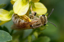 Image of Golden Furrow Bee