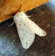 Image of white ermine