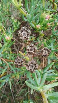 Image of Lampranthus stipulaceus (L.) N. E. Br.