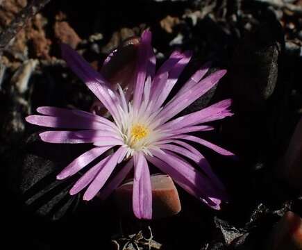 Imagem de Cerochlamys pachyphylla (L. Bol.) L. Bol.