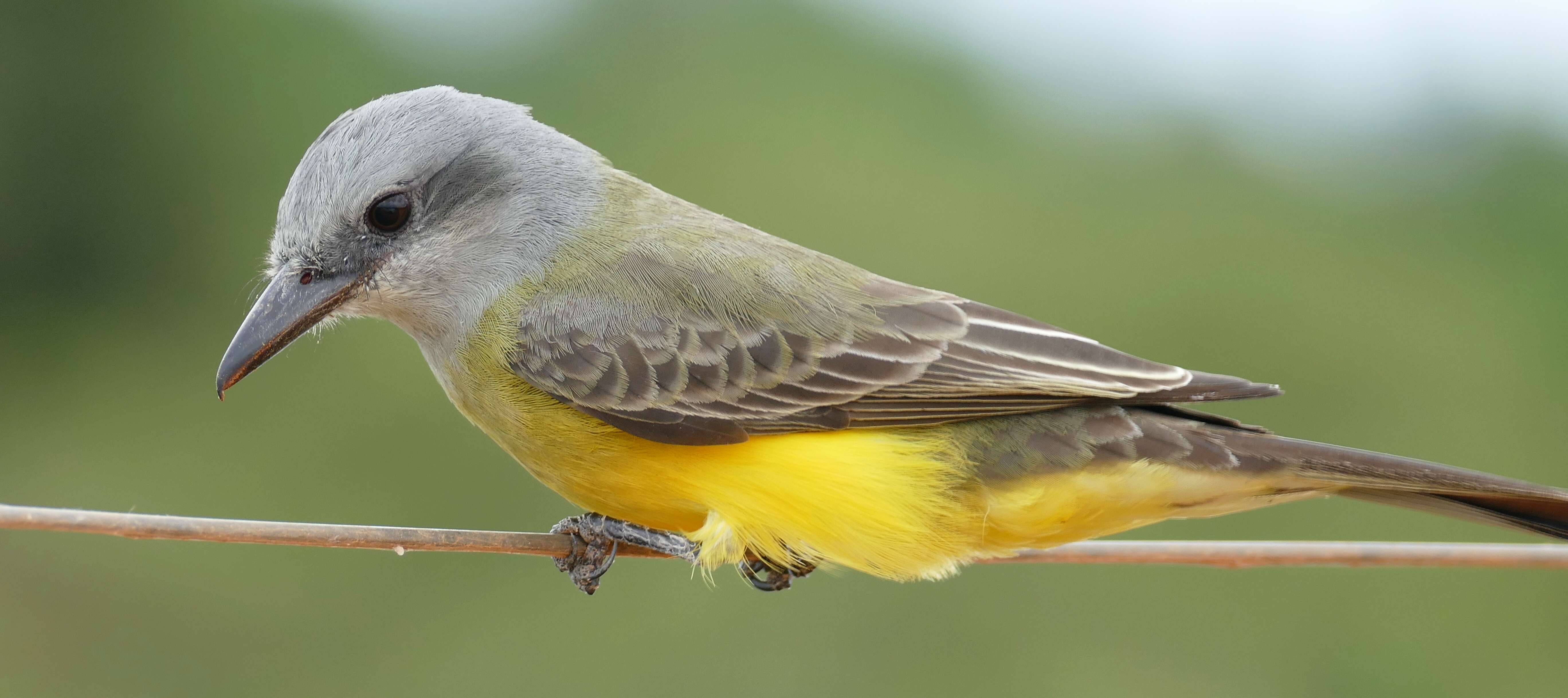 Image of Tropical Kingbird