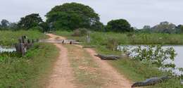 Image of Yacare caiman