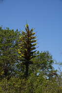 Image of Chilean Puya