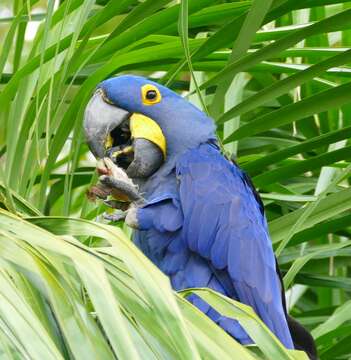 Image of Hyacinth Macaw