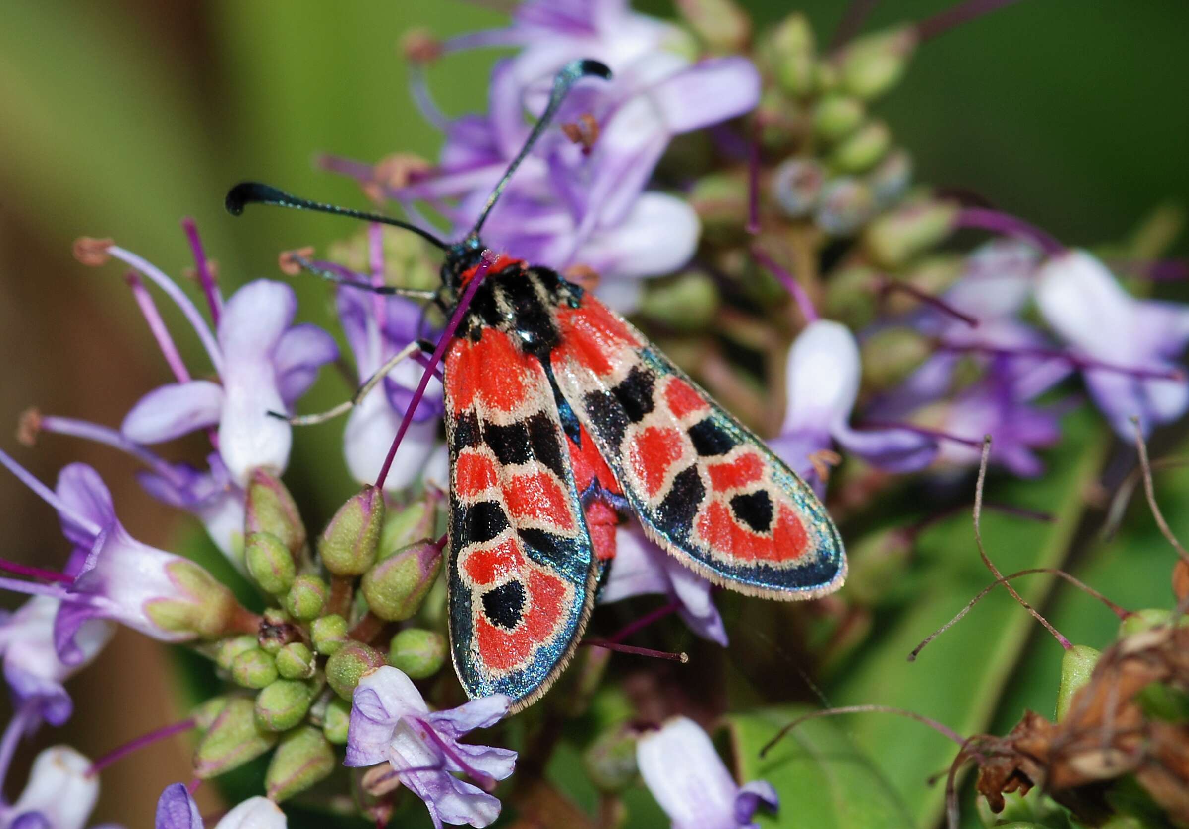 Image of Zygaena fausta Linnaeus 1767