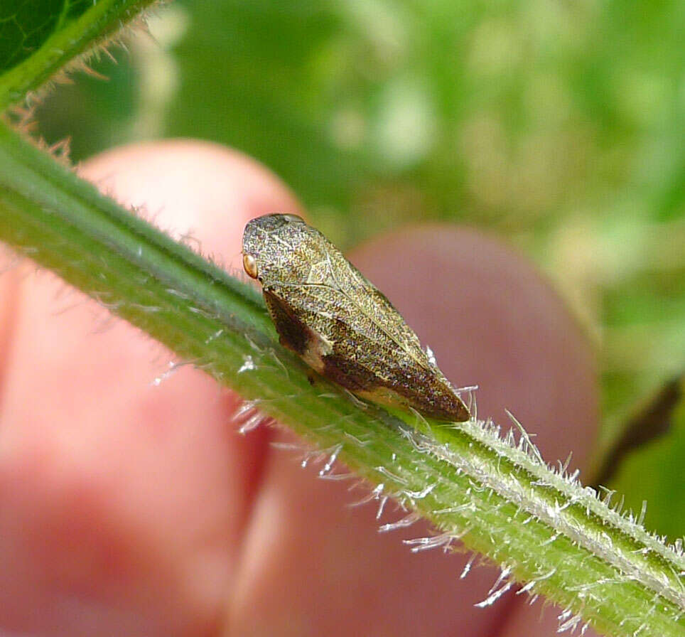 Image of European Alder Spittlebug