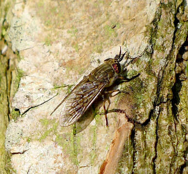 Image of common horse fly