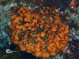 Image of potato crisp bryozoan