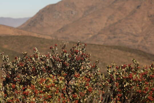 Слика од Arctostaphylos bolensis P. V. Wells