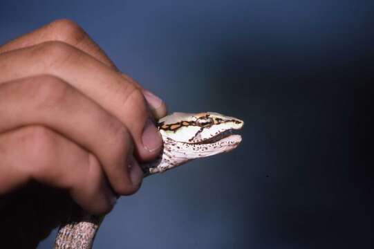 Image of Oates'vine Snake