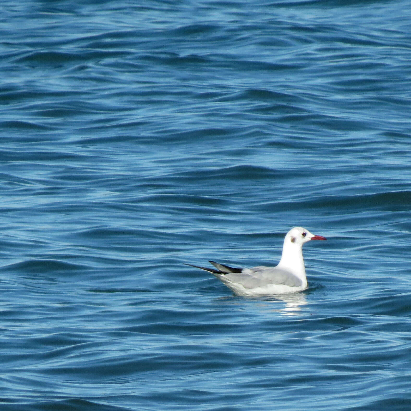 Image of Black-headed Gull