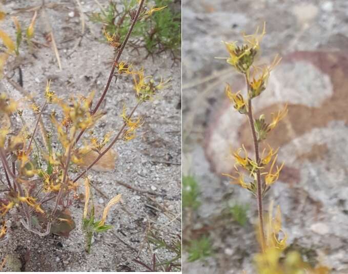 Image of Manulea cheiranthus (L.) L.