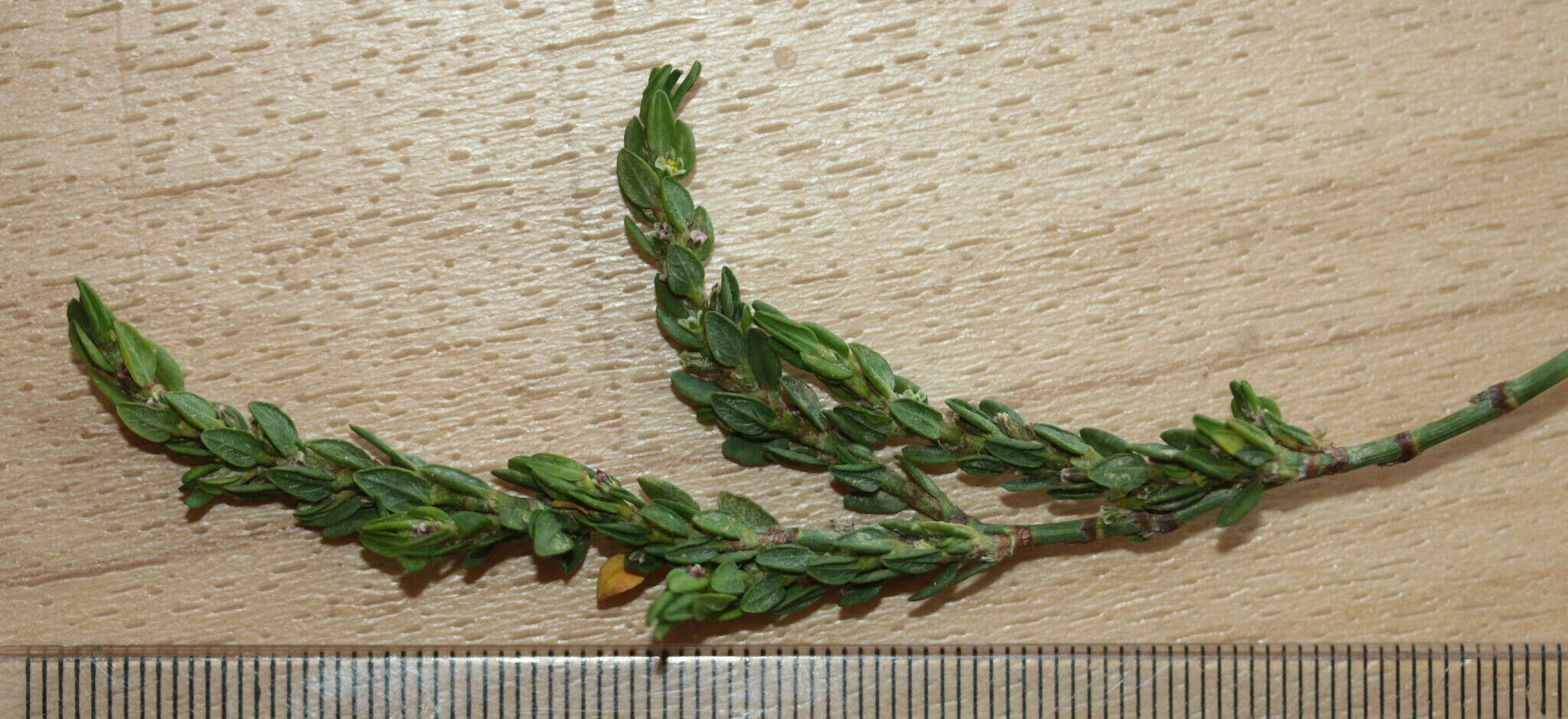 صورة Polygonum aviculare subsp. aviculare