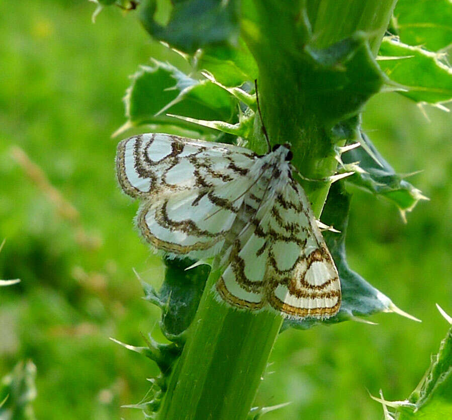 Image of Nymphula nitidulata