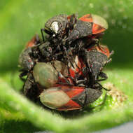 Image de Oxycarenus (Oxycarenus) lavaterae Fabricius & J. C. 1787