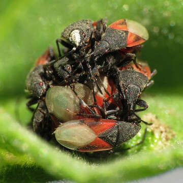 Image de Oxycarenus (Oxycarenus) lavaterae Fabricius & J. C. 1787