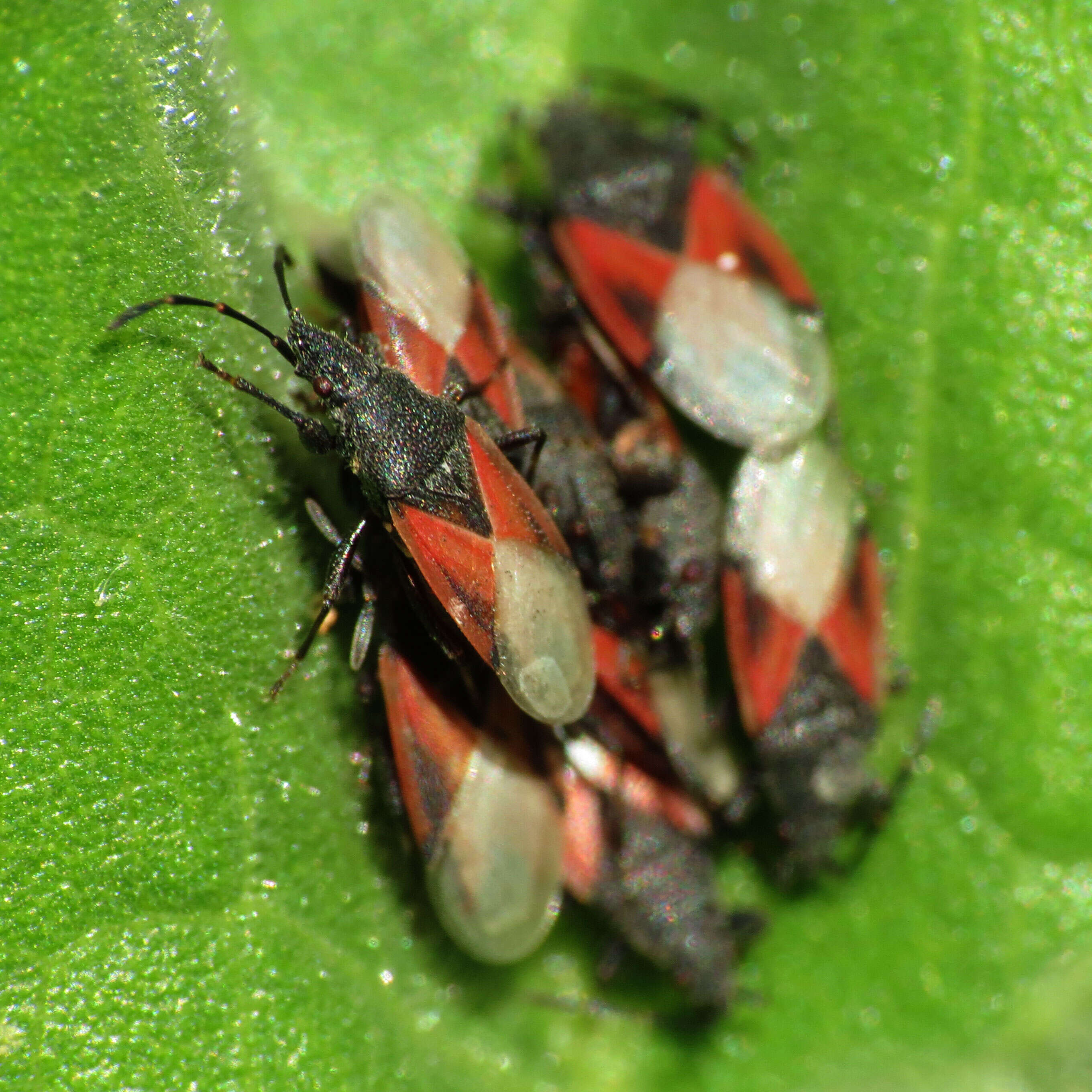 Image de Oxycarenus (Oxycarenus) lavaterae Fabricius & J. C. 1787